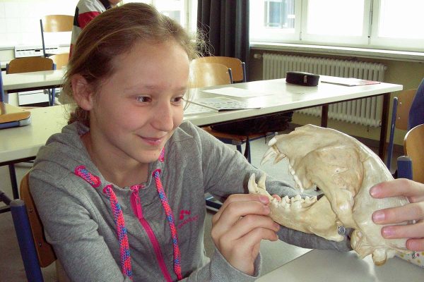 Untersuchung eines Schädels im Realgymnasium | Reithmanngymnasium